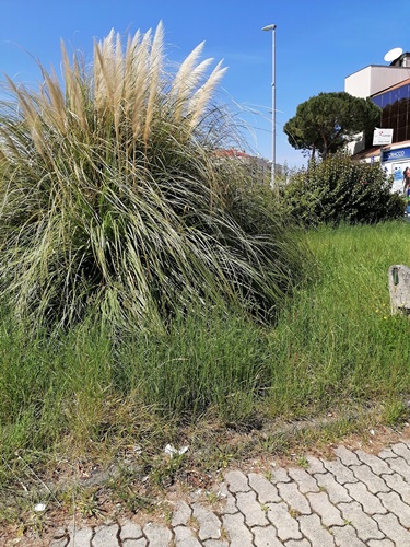 Neka moj grad blista